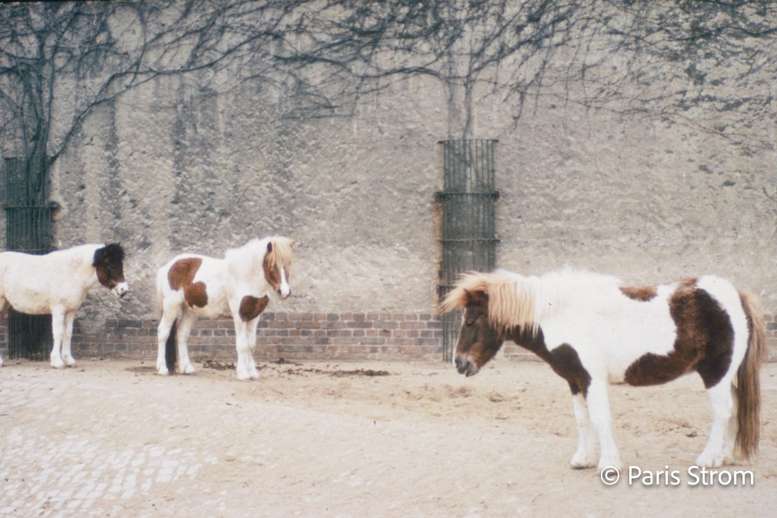 Three paint ponies stand in a snowy courtyard.