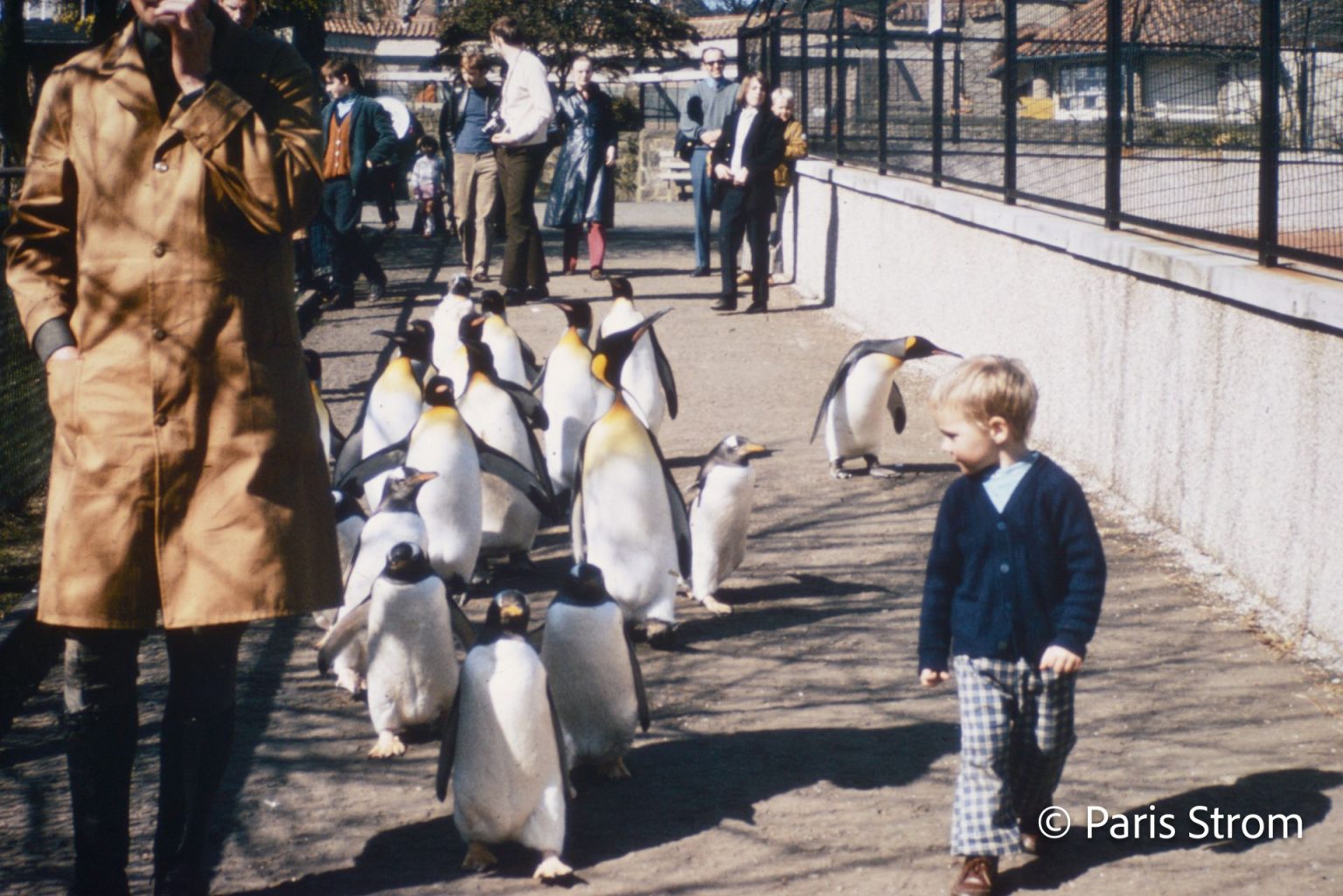 A young boy walks in an urban setting with a group of penguins.