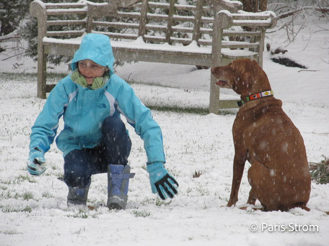 A young girl in a bright blue coat plays in the snow with a copper colored dog.
