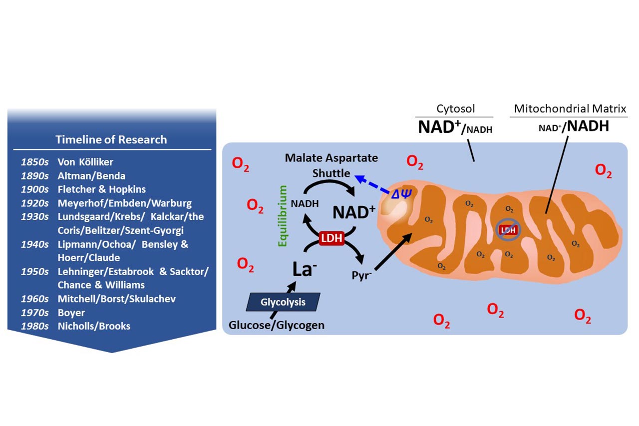 An infographic showing Mitochondrial lactate metabolism: history and implications for exercise and disease.